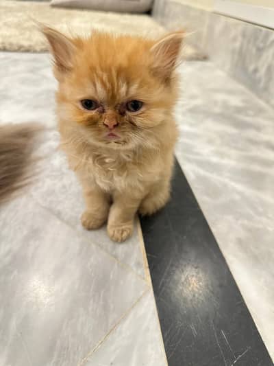 Persian+Himalayan
