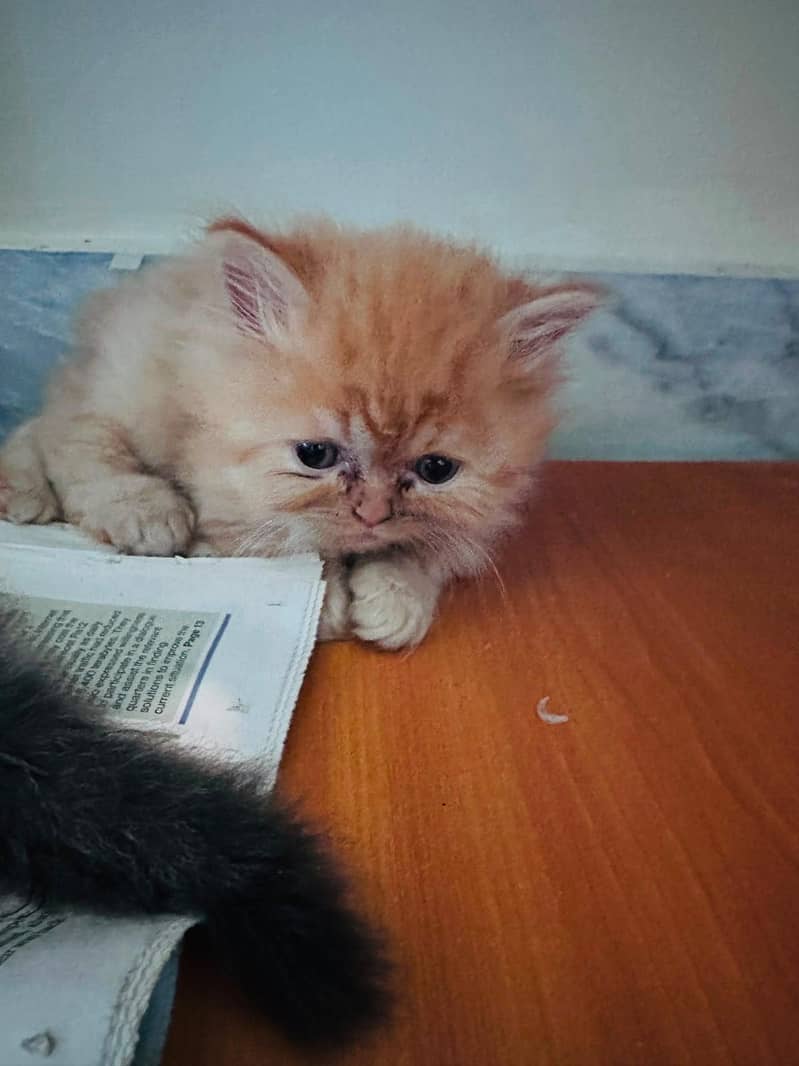 Persian+Himalayan 1