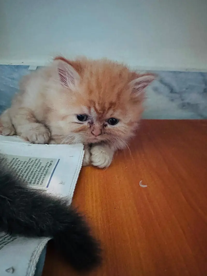Persian+Himalayan — photo 2
