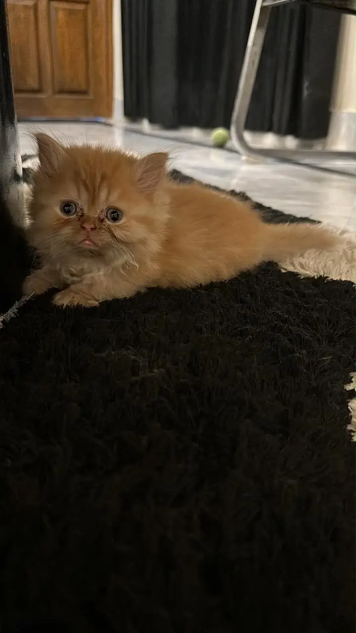 Persian+Himalayan — photo 3