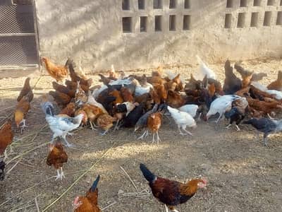 Golden misri 3 months old chicks | 700- 800 gram weight | 1200 per kg