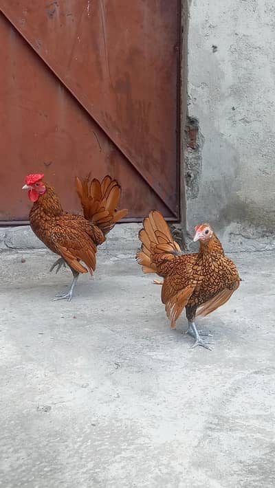 Golden Sebright | Fancy hens | Breeder pair