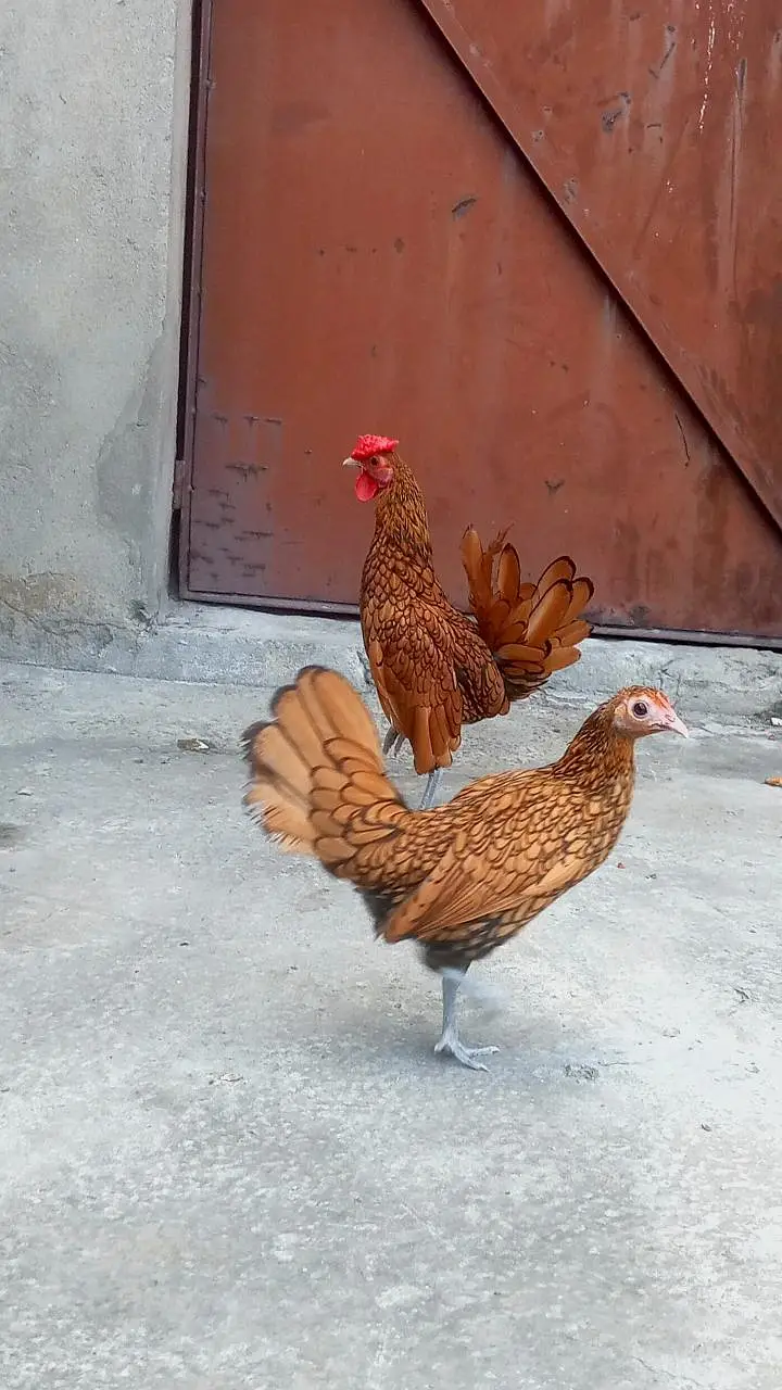 Golden Sebright | Fancy hens | Breeder pair — photo 2