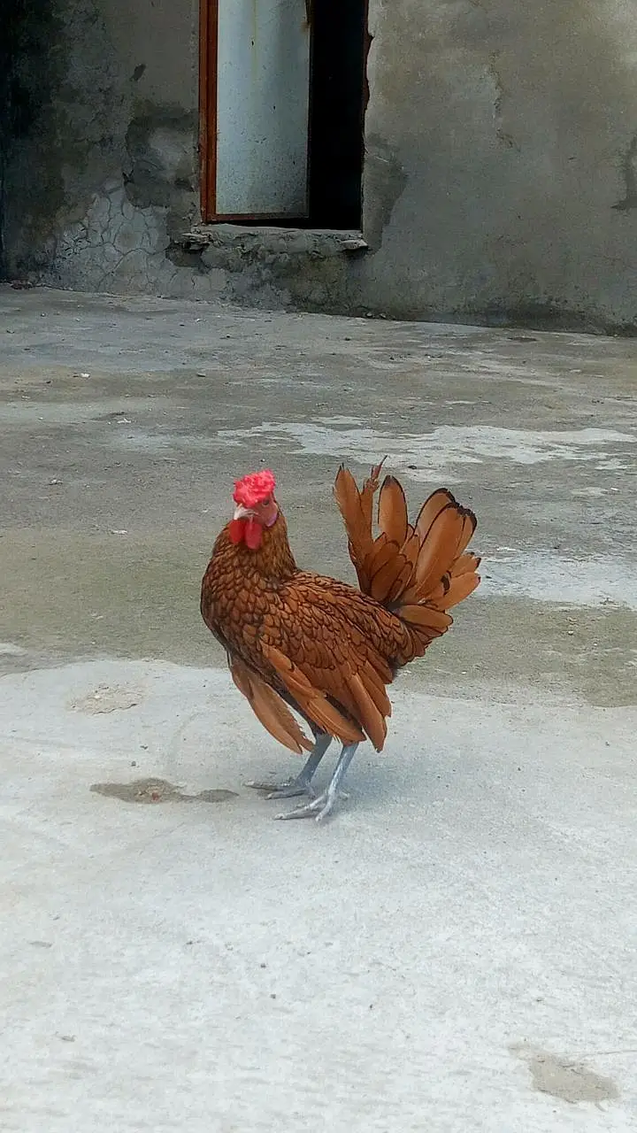 Golden Sebright | Fancy hens | Breeder pair — photo 3