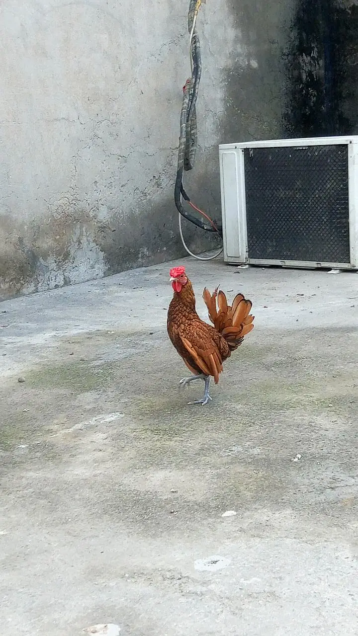 Golden Sebright | Fancy hens | Breeder pair — photo 4
