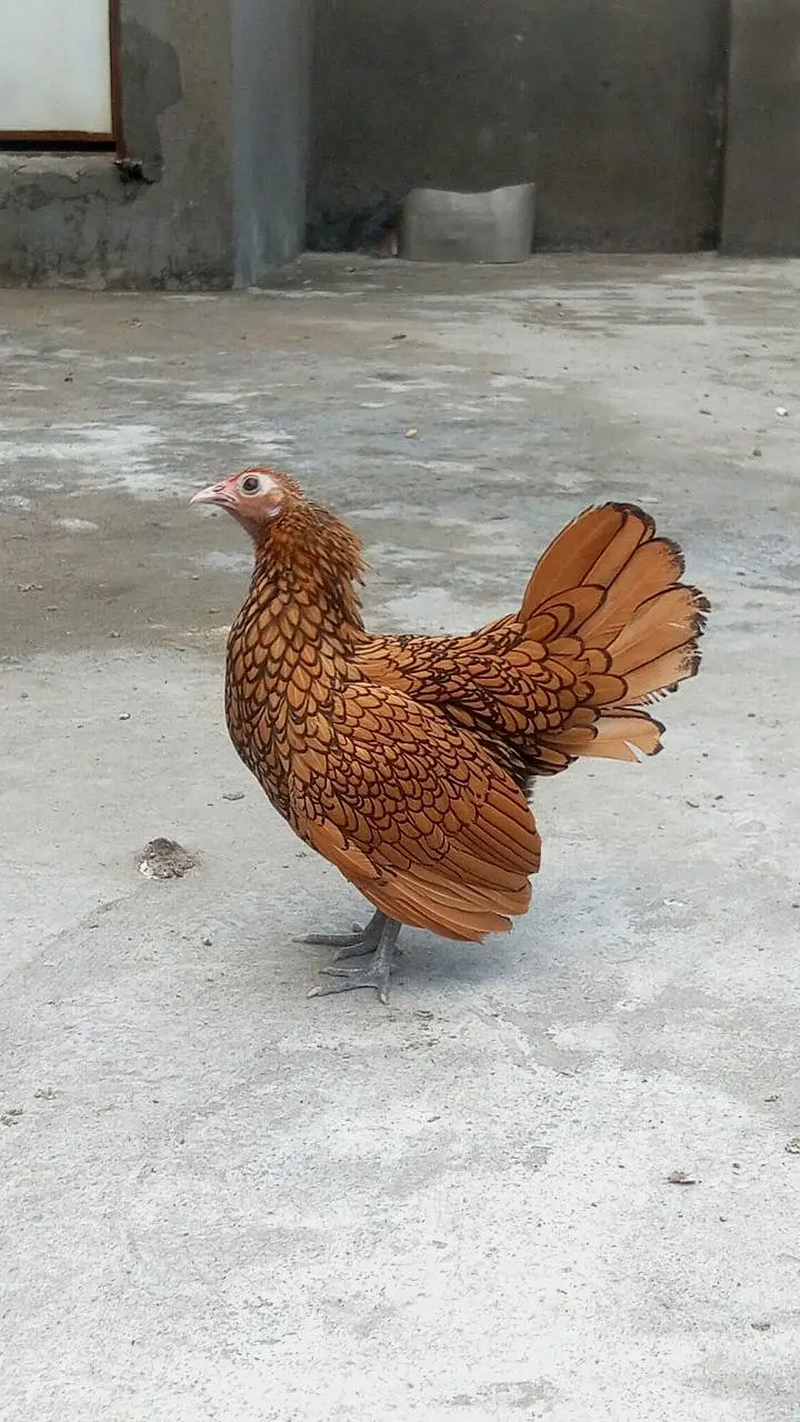Golden Sebright | Fancy hens | Breeder pair — photo 5