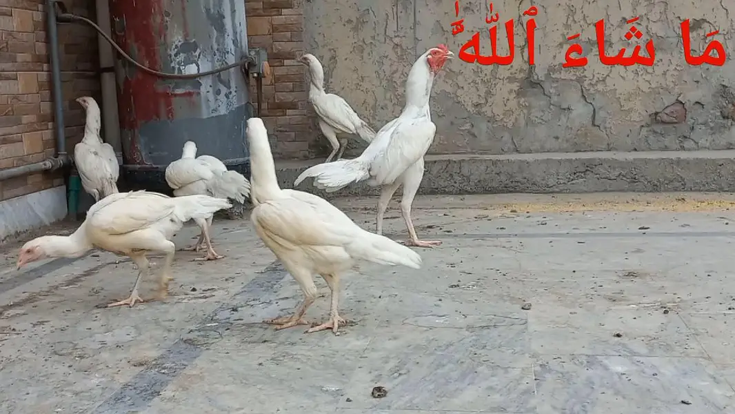 Heera | White Buff | Golden Buff | Pakistani Aseel | Eggs 03204143422