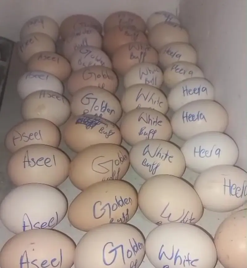 Heera | White Buff | Golden Buff | Pakistani Aseel | Eggs 03204143422 — photo 5