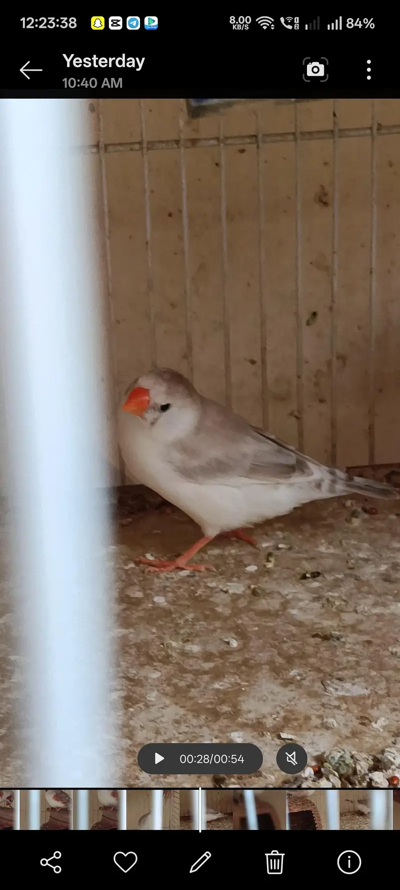 Java & penguin finches pair's — photo 7