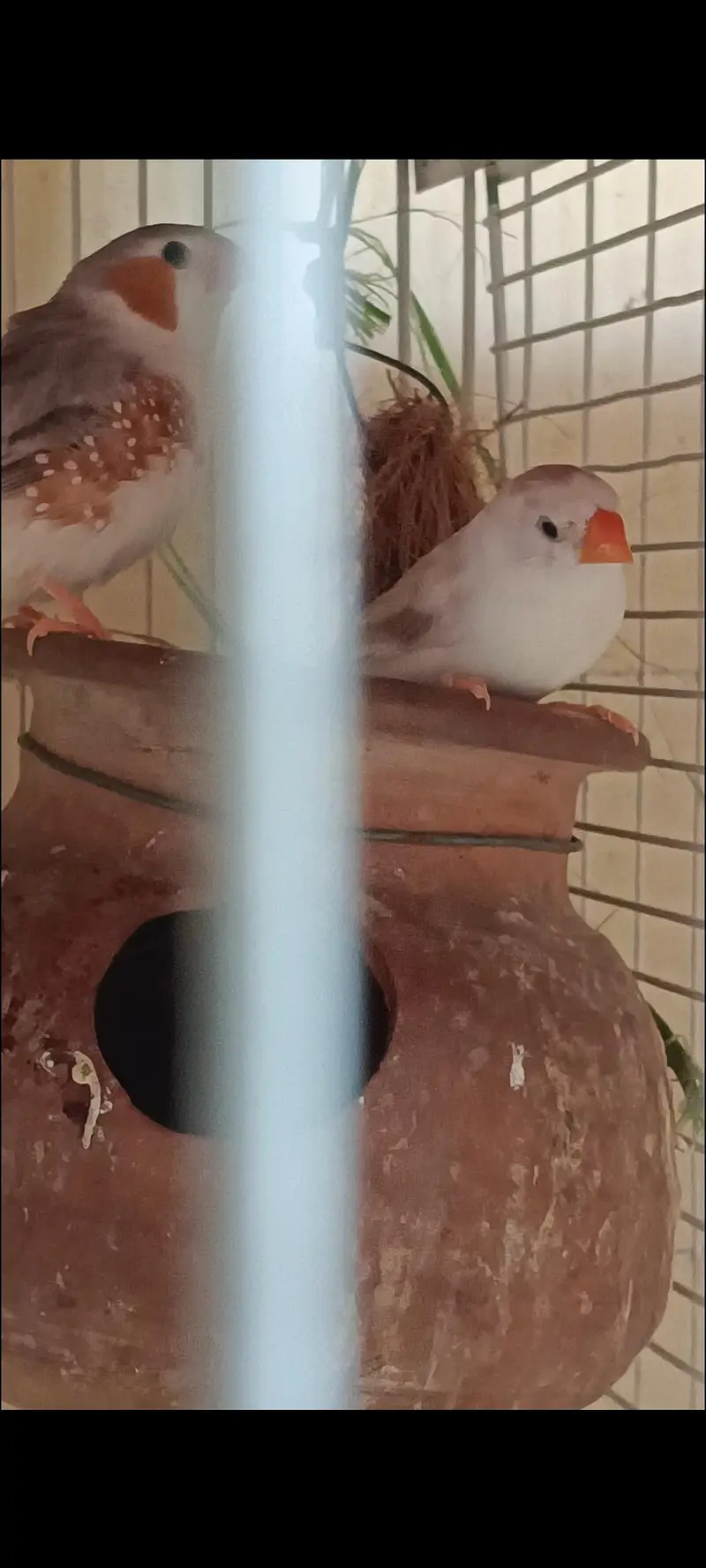 Java & penguin finches pair's — photo 8