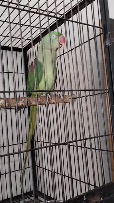 Raw Breeder Female