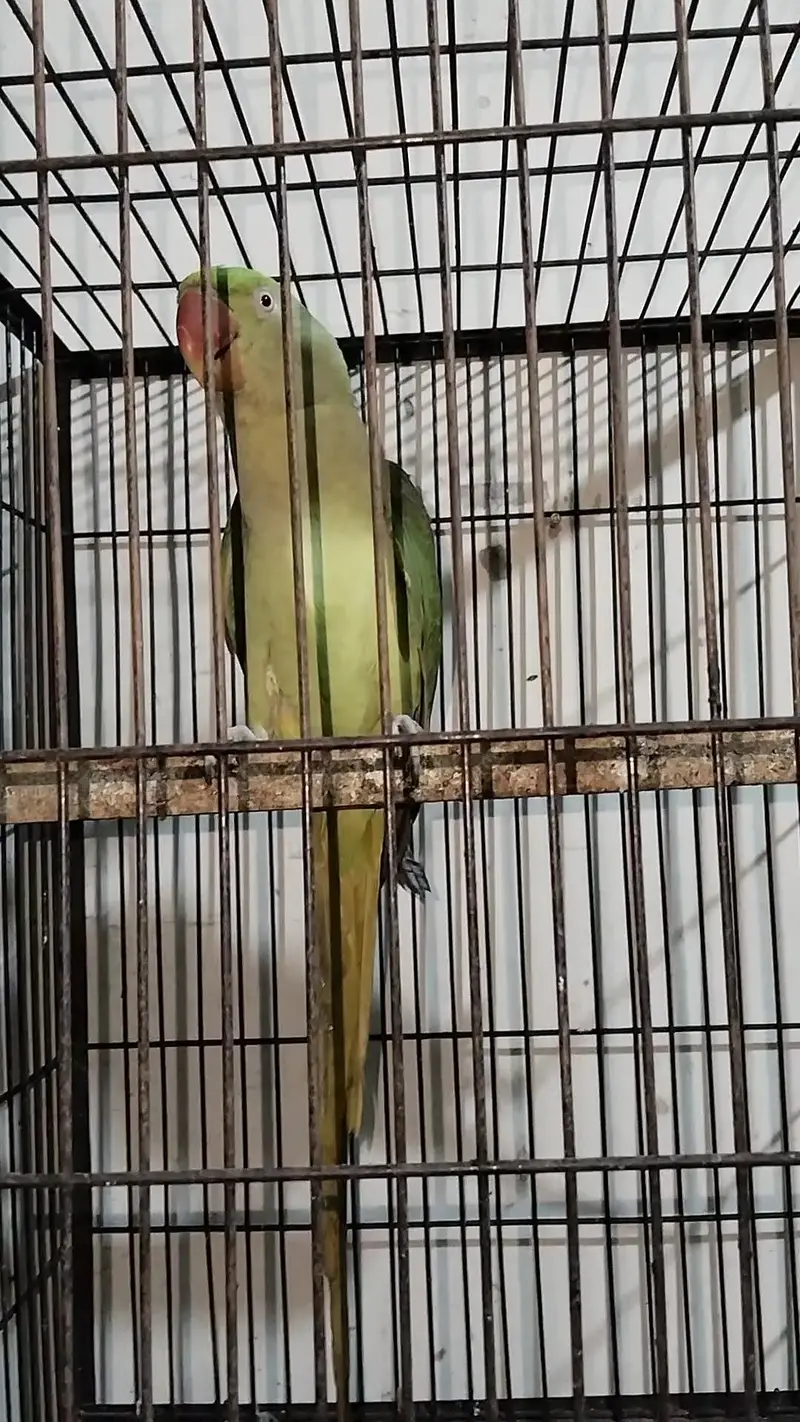 Raw Breeder Female 0321.7242445 only call — photo 2