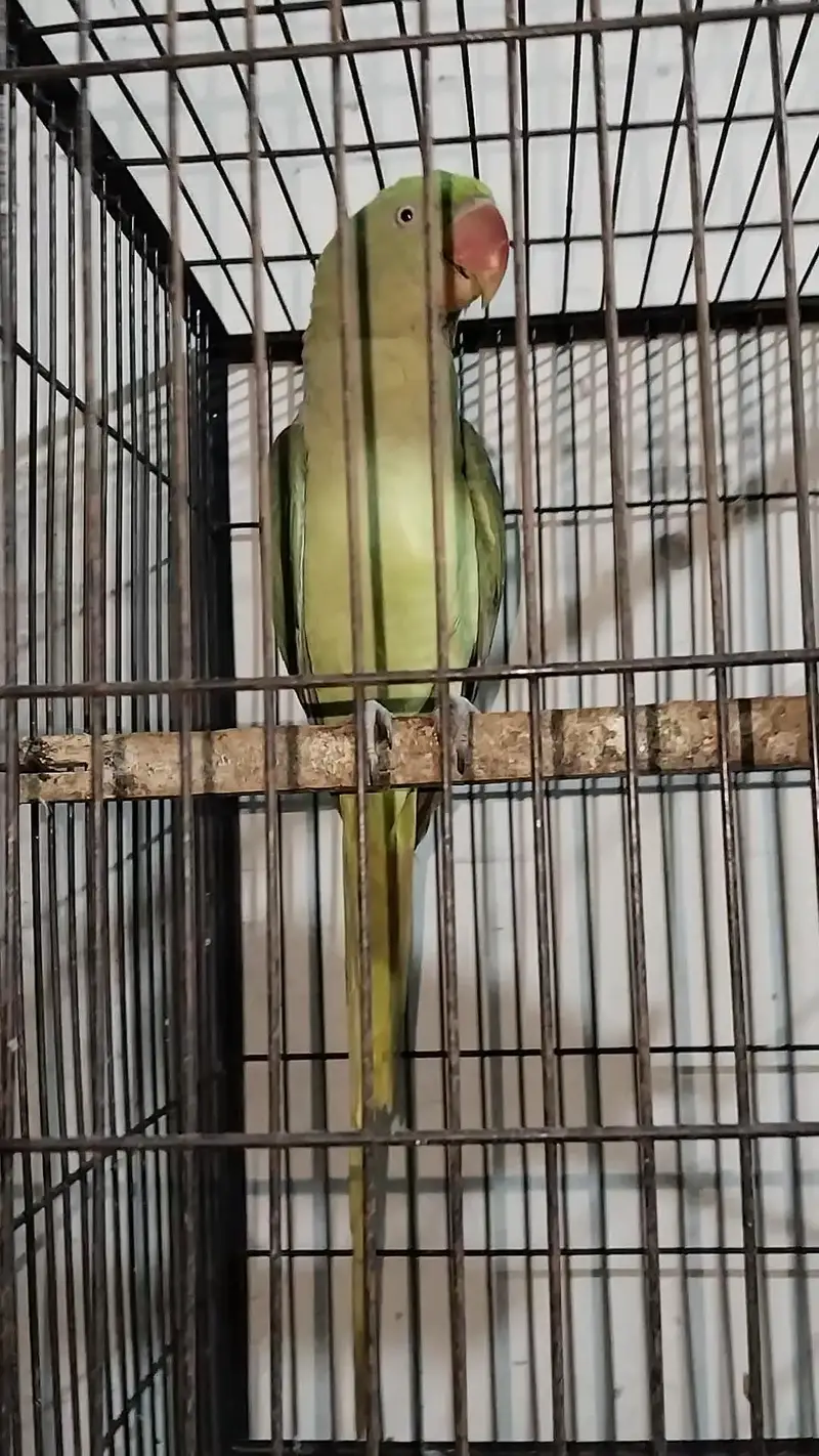 Raw Breeder Female 0321.7242445 only call — photo 3