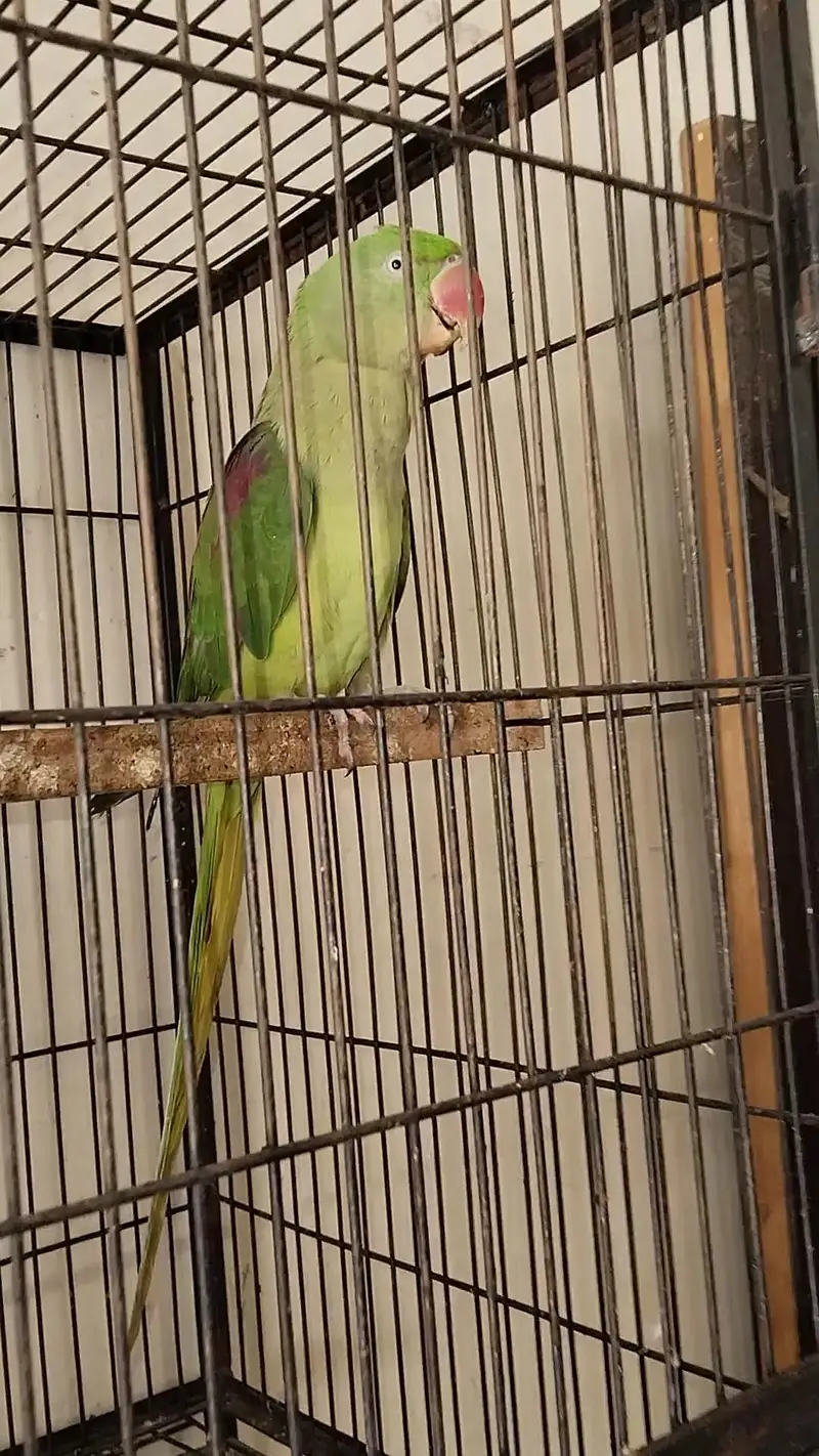 Raw Breeder Female 0321.7242445 only call — photo 4