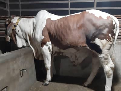 KHEERA BACHRA COW BULL 03022110311