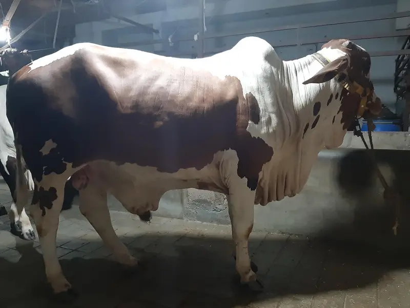 KHEERA BACHRA COW BULL 03022110311 — photo 2