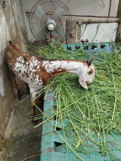 makhee cheeni bakri sehat Mand aik duma gaban aik bakri gaban