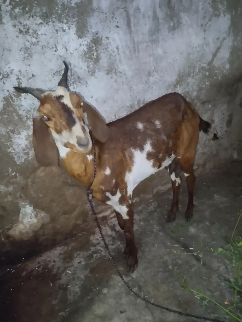 makhee cheeni bakri sehat Mand aik duma gaban aik bakri gaban — photo 2