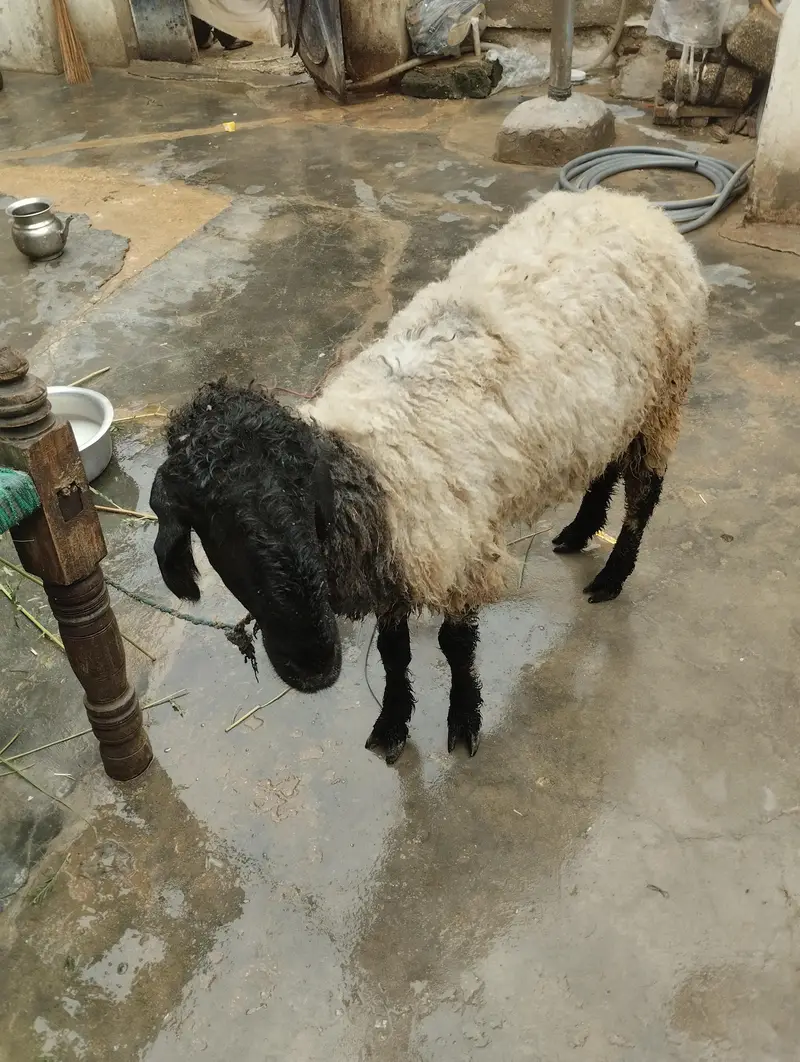 makhee cheeni bakri sehat Mand aik duma gaban aik bakri gaban — photo 3