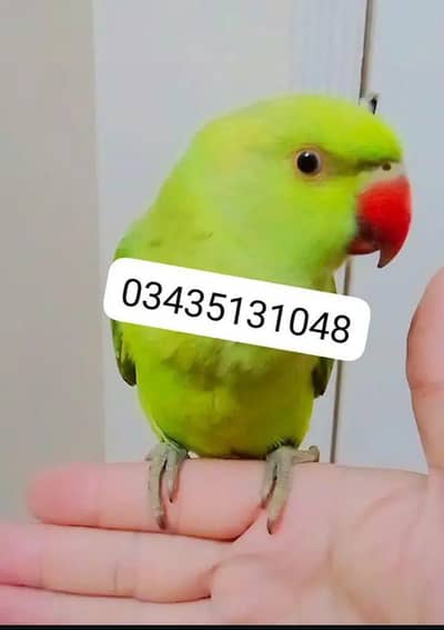 Green ringneck  parrot handtame
