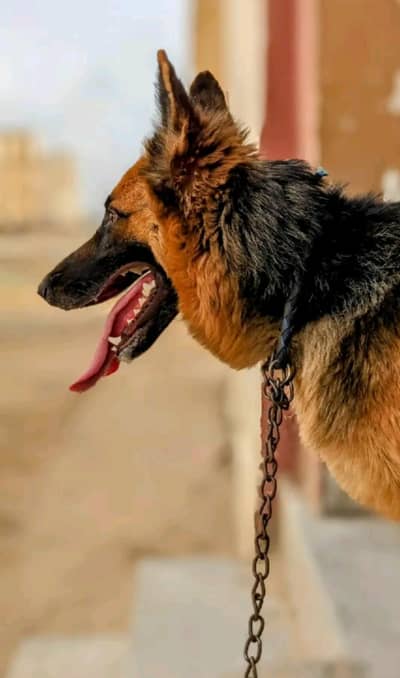 German Shepherd dog 5 month age vaccine related