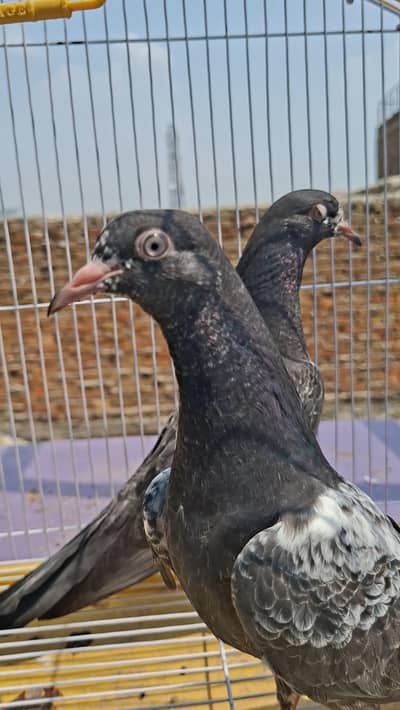 pure rampuri chicks avaible 2500 per piece