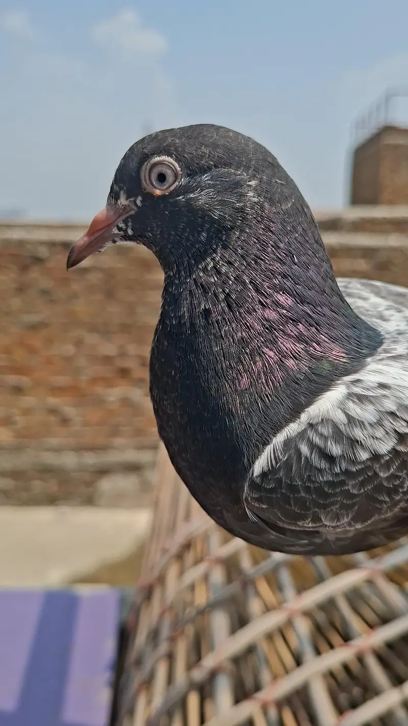 pure rampuri chicks avaible 2500 per piece — photo 2