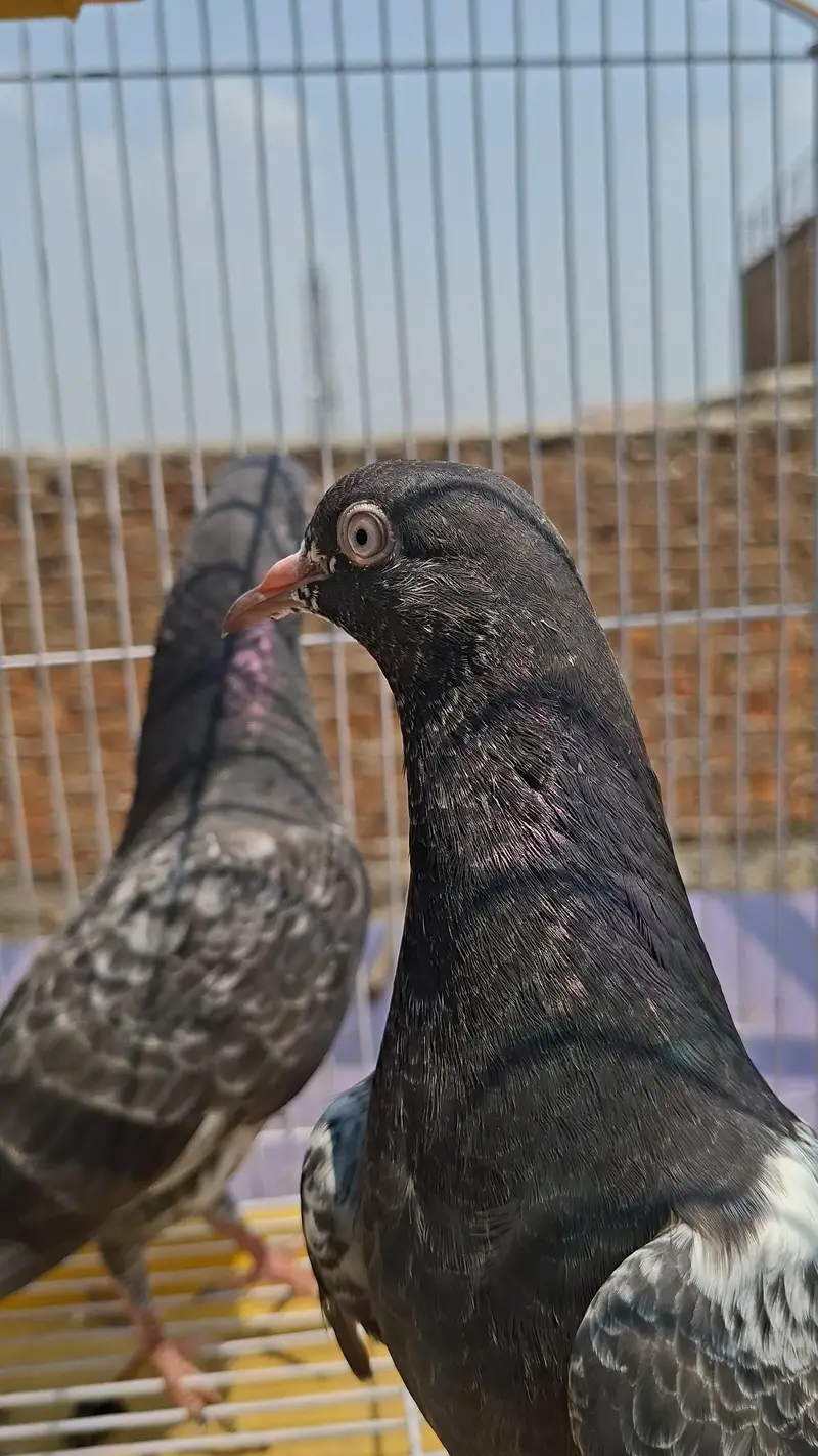 pure rampuri chicks avaible 2500 per piece — photo 3