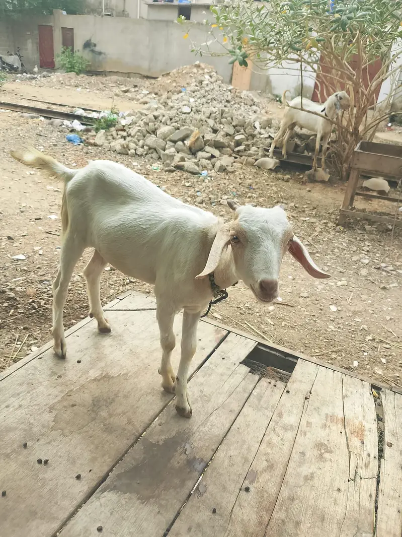 Livestock — photo 2