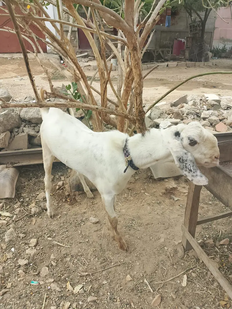 Livestock — photo 3