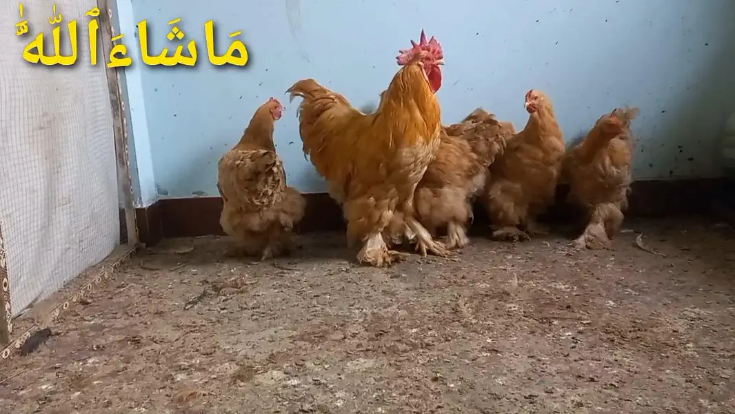 Heera | White Buff | Golden Buff | Pakistani Aseel | Eggs 03204143422 — photo 2