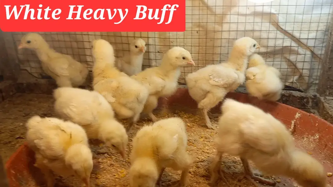 Heera | White Buff | Golden Buff | Pakistani Aseel | Eggs 03204143422 — photo 7