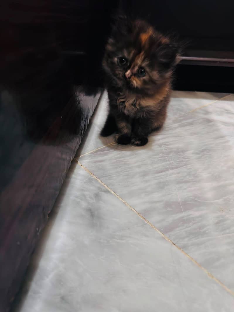 Persian+Himalayan 3