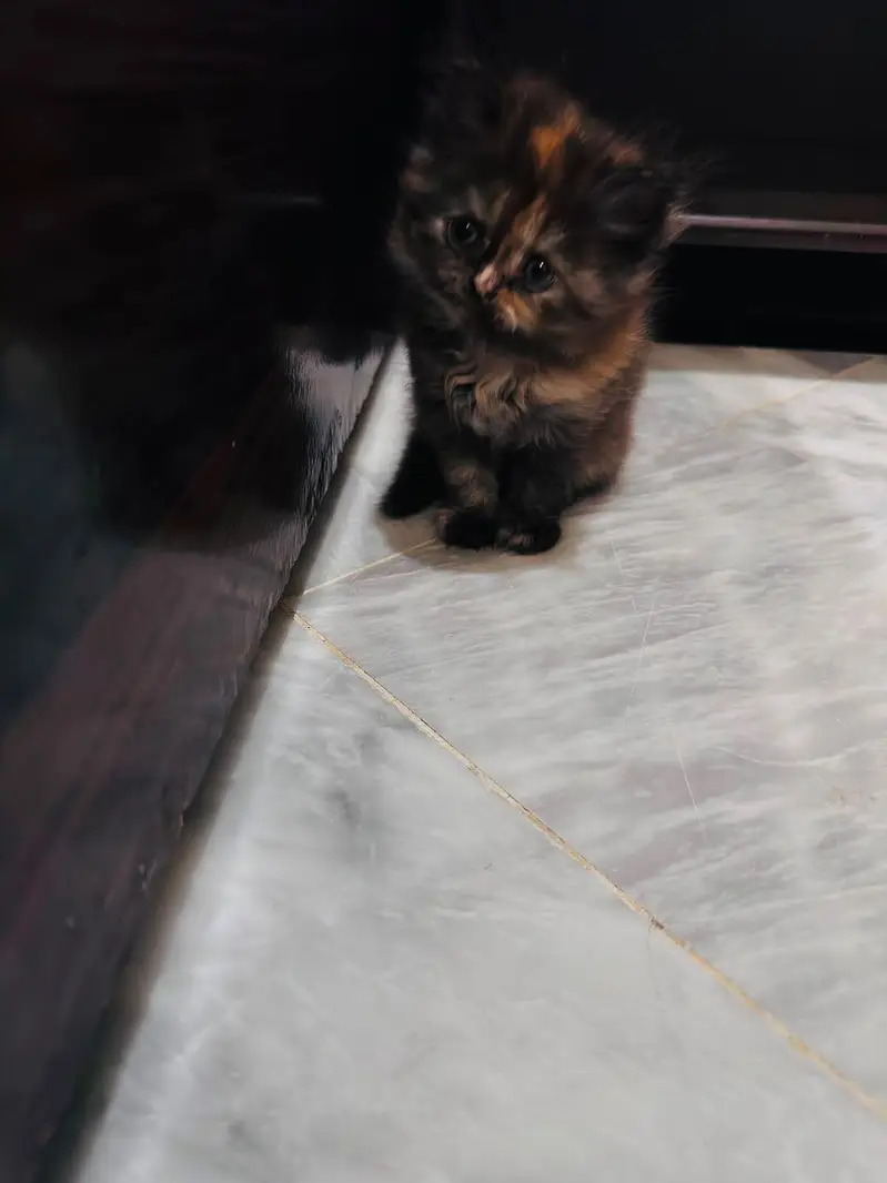 Persian+Himalayan — photo 4