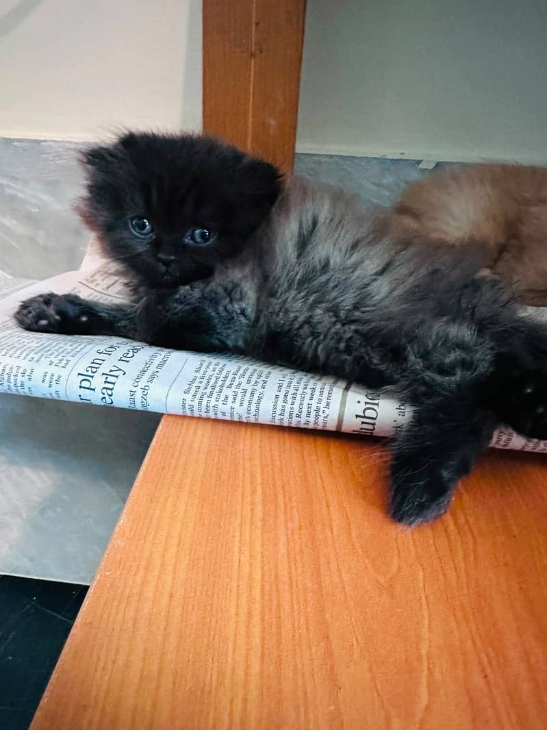 Persian+Himalayan 4