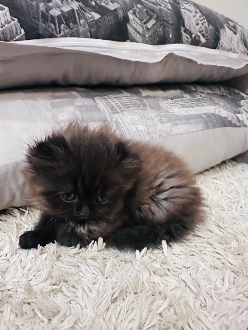 Persian+Himalayan — photo 6