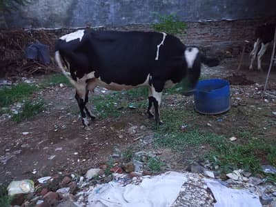 cows pregnant