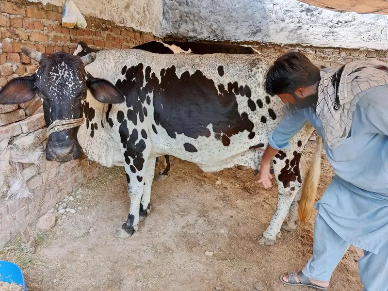 cows pregnant — photo 2