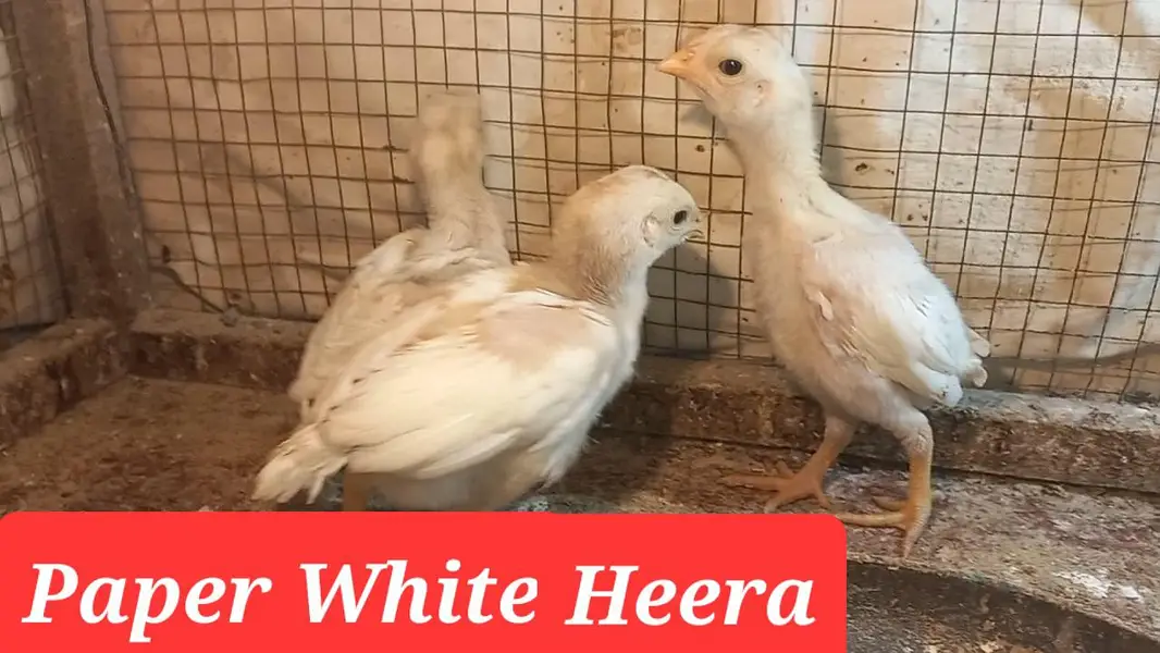 Heera | White Buff | Golden Buff | Pakistani Aseel | Eggs 03204143422 — photo 8