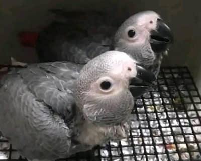 African grey parrot chicks for sale 3 month age WhatsAp 0330/7629/890
