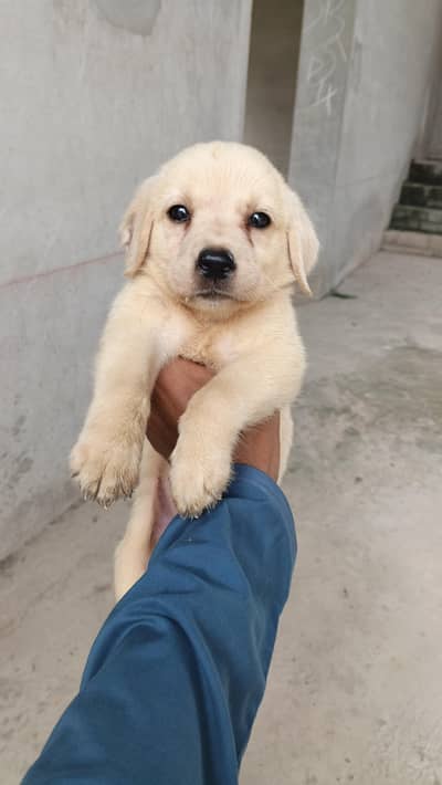 labrador puppy pair
