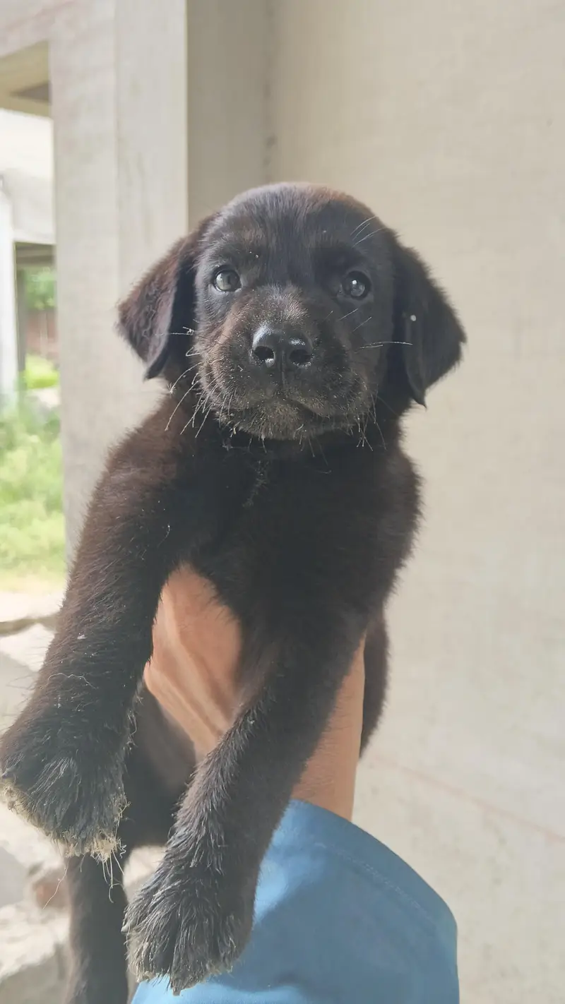 labrador puppy pair — photo 2