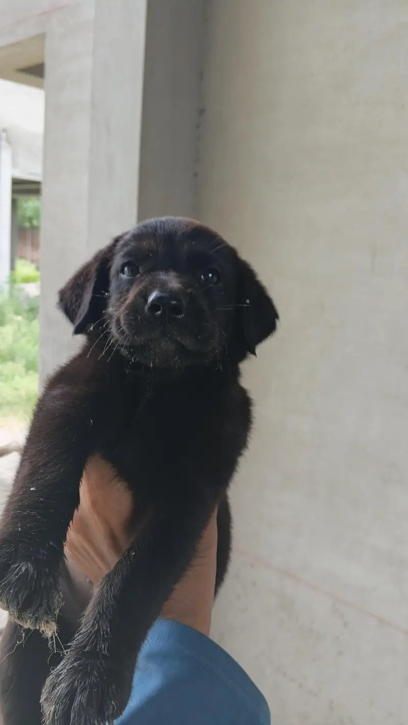 labrador puppy pair — photo 3