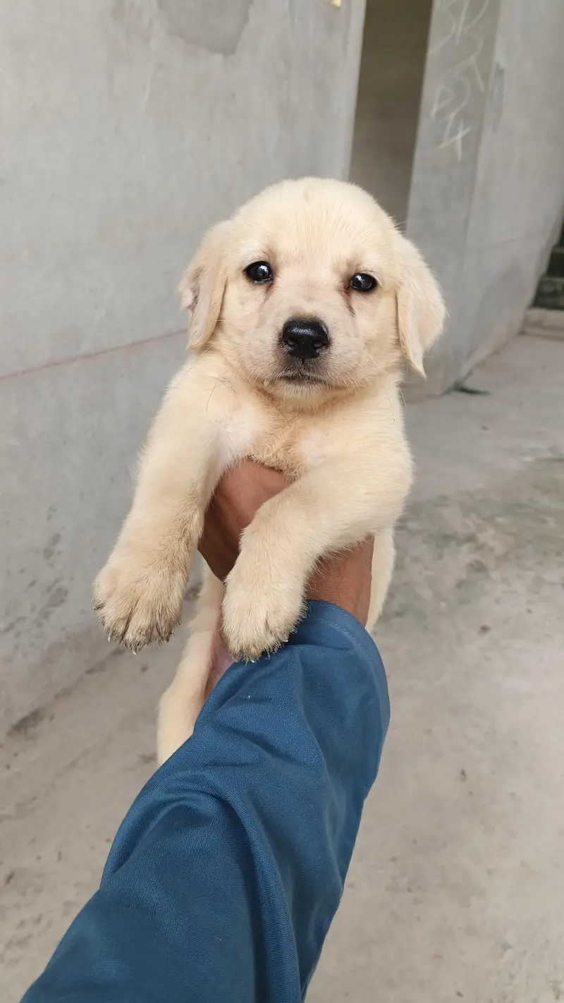 labrador puppy pair — photo 4