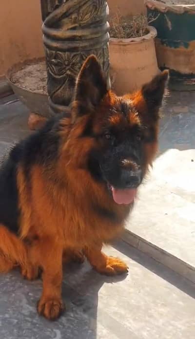 German shepherd Dog For Sale/ 03228067847
