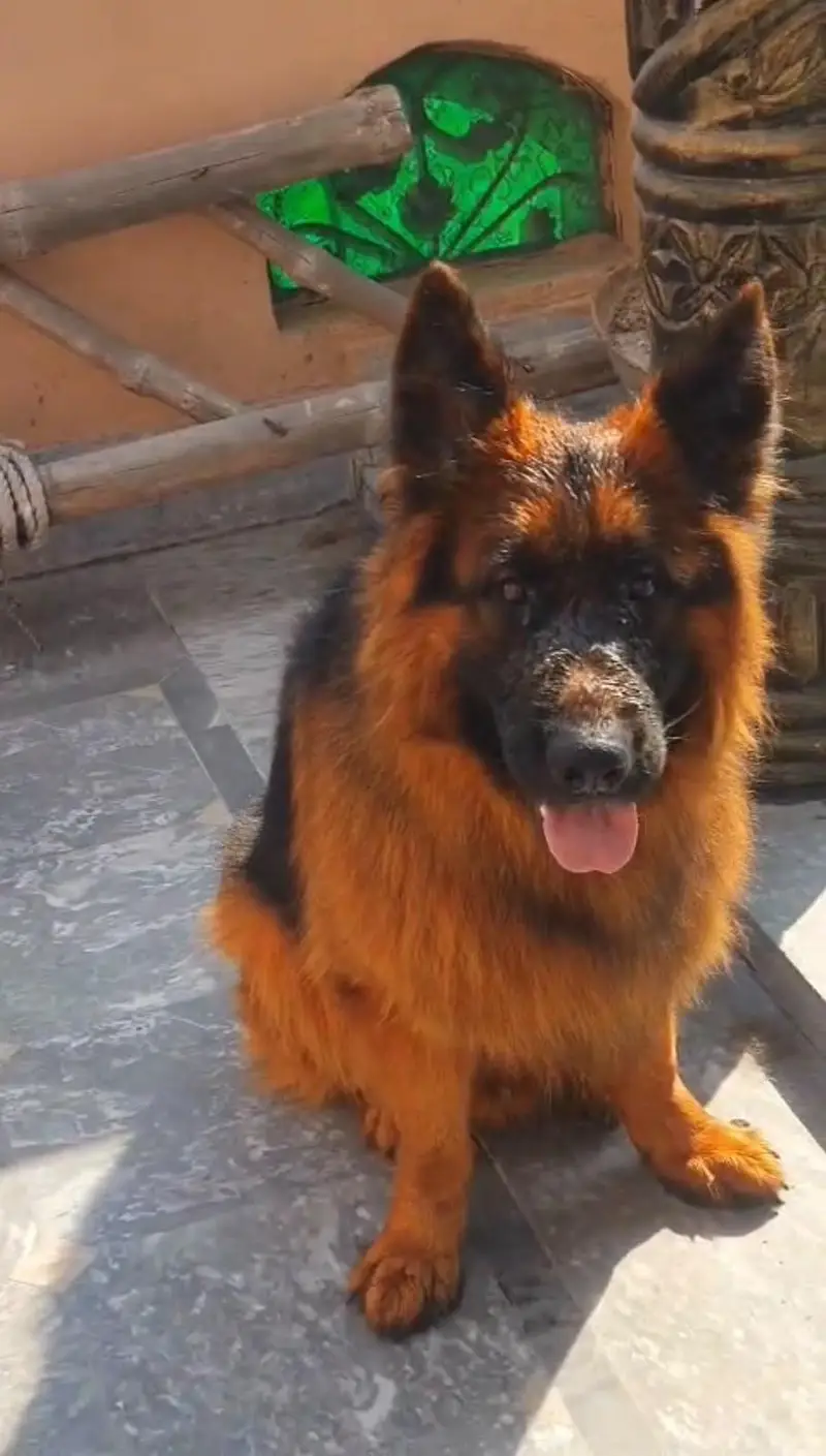German shepherd Dog For Sale/ 03228067847 — photo 2