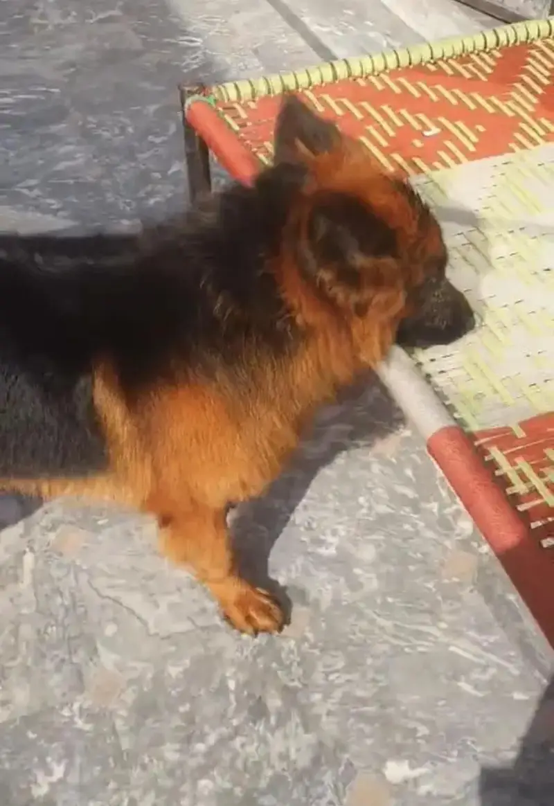 German shepherd Dog For Sale/ 03228067847 — photo 4