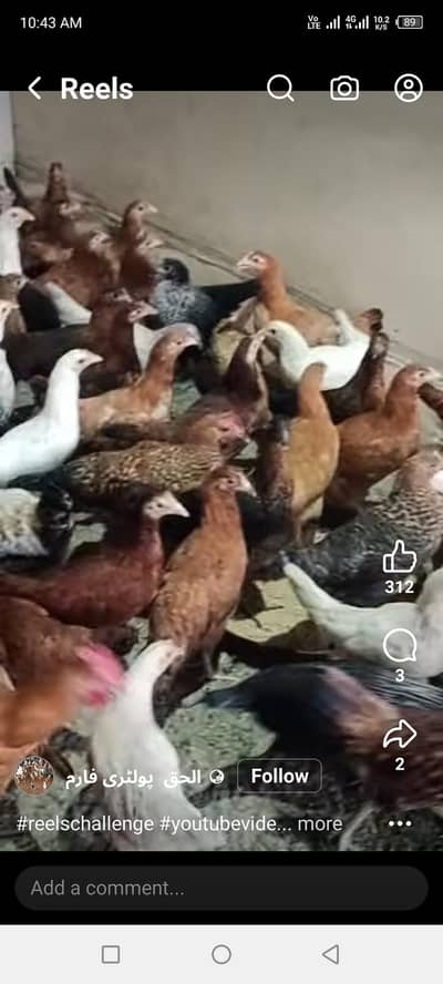 hens ha