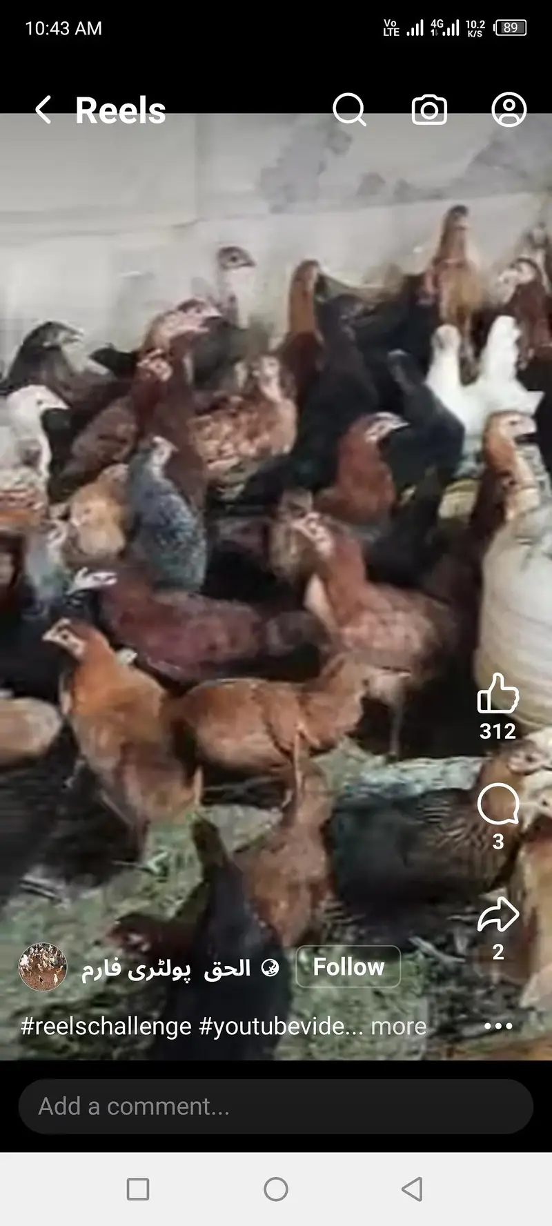 hens ha — photo 2