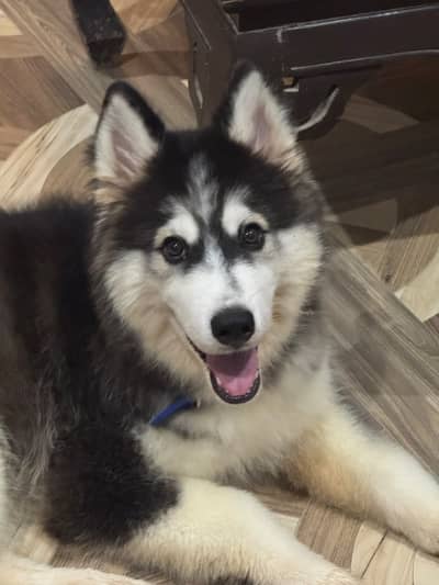 Husky Dog Wolly Coat